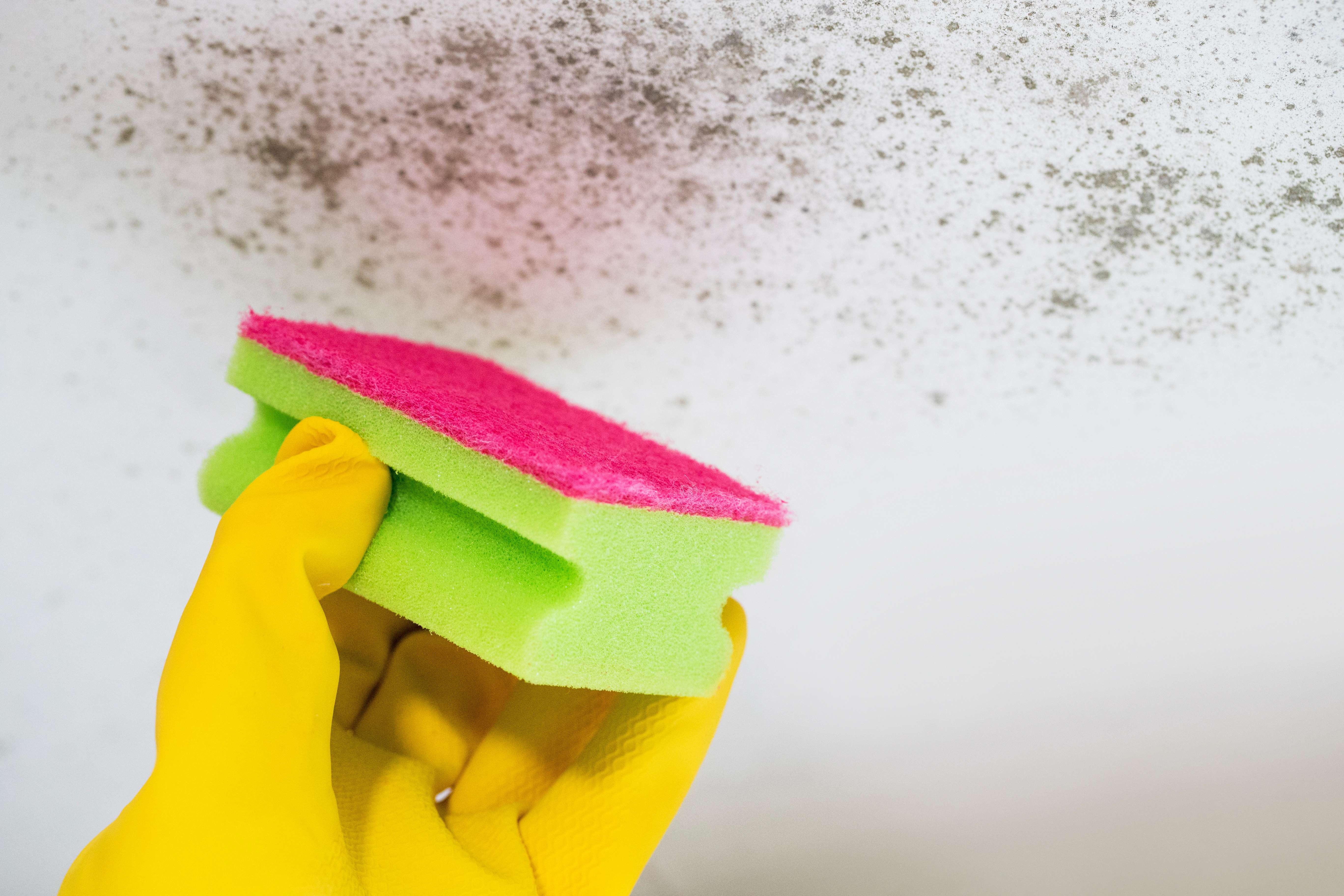 Mould on the wall being cleaned with a sponge